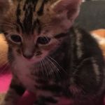 Natasha Cannon - @unicornlover2005xoxoxx - Instagram
