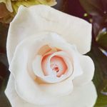 Natasha Clements - @yoshiwakka - Instagram