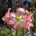 Natasha Dabrowski - Facebook