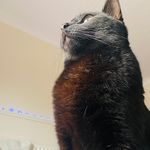 Natasha Dyer - @natashasfurryfriends - Instagram