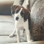 Natasha 🐶🐾🌹 - @natasha.beagle - Instagram