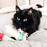 Natasha Frey - @housepanther.tashy - Instagram