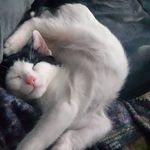 Natasha groves - @natasha16kitty - Instagram