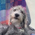 Natasha Knowles - @dilysinwales - Instagram