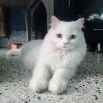 @natasha_maher_4187 - Instagram