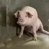 natashamaxwell2004 - @natashamaxwell2004 - TikTok