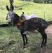 Natasha Morales - Facebook