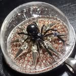 Natasha Nathan - @punkyboyjewelery - Instagram