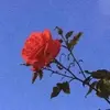 🌻~oceanka~🌻 - @natasha.oceana - TikTok