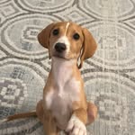 Natasha Presley Fietz - @natasha.the.hound - Instagram