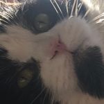 Allie - @alzapean_natasha_schaefer - Instagram