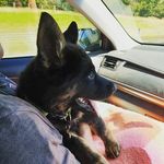 Natasha - @natasha_the_shepard - Instagram