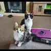 Natasha Templeton - @natashatempleton0 - TikTok