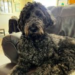Natasha Scott Trimble - @tillieandteddietrimbletales - Instagram