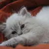 Natasha Trudeau - @kittensanctuary - TikTok