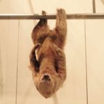Natchez Lee - @slothman100 - Instagram