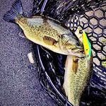 Nate Chandler - @minnowsbaitcompany - Instagram