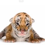 Nate Rex Dawson - @tigerlover2429 - Instagram