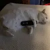 Nate - @engel.nate - TikTok