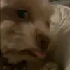 Nate Engel - @natechilly - TikTok