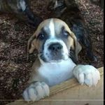 Nate Ewert - @the_boerboels_den - Instagram