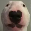 natefordham - @natefordham - TikTok