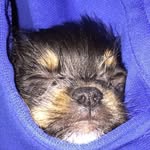 Nate Hauser - @chucknorristhepup - Instagram