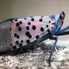 Nate_Hauser_486 - @natehauser486 - TikTok