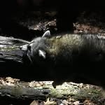 Nate Lambert - @nate_dog244 - Instagram