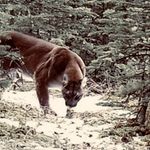 Nate Moses - @nateteranova_fitness - Instagram