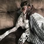 Nate The Pointer - @natethepointer - Instagram
