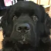 natetravis8 - @natetravis868 - TikTok