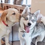 Nate Winter - @i_love_puppy_101 - Instagram