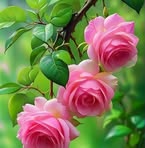 Salcan Boran - Facebook