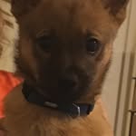 Seph The Wolf - @nate_yorke - Instagram