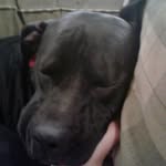 Nathan Alsup - @pitbulls_luna - Instagram