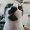 nathanalt - @nathanmalt - TikTok
