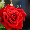 Nathan Hammons - @nathan.hammons - TikTok