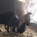 Nathan Arellano - @nathanarellano34 - Instagram