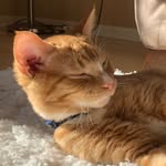 Pogue Nathan Bartholomew Smith - @poguethecat - Instagram