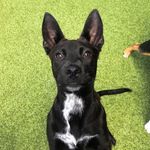 Nathan B. Batts - @paint.dogs.plants - Instagram