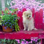 Nathan  Blankenship - @dogs.luxury.usa - Instagram
