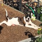 Nathan Bowser - @dakotabowsersbulldog - Instagram