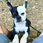Nathan A Buffington - @brodymyboston - Instagram