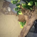 Nathan Bunting - @nathan_reptile - Instagram