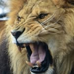 King Calvin - @nathancalvin07 - Instagram
