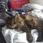 Nathan Caron - @cocomnat - Instagram