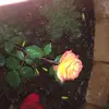 thetreesaregreen03 - @nathan.carson03 - TikTok