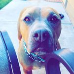 Nathan Chaffee - @ellie_the_doggo_ - Instagram