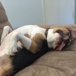 Nathan Chalk - @tankismypuppy69 - Instagram